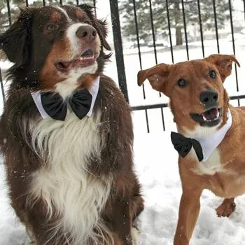 Black Satin Bow Tie with White Collar for Dogs from Doggie Design