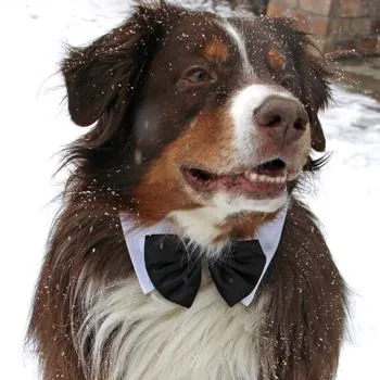 Black Satin Bow Tie with White Collar for Dogs from Doggie Design