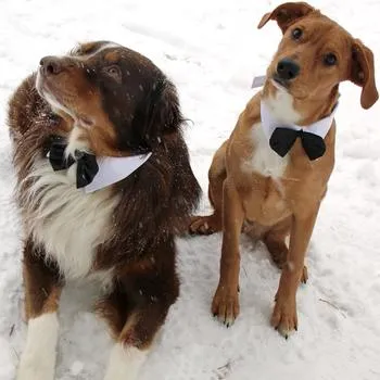 Black Satin Bow Tie with White Collar for Dogs from Doggie Design