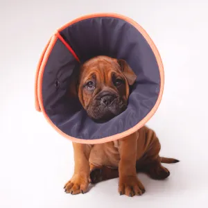 Comfy Recovery Collar