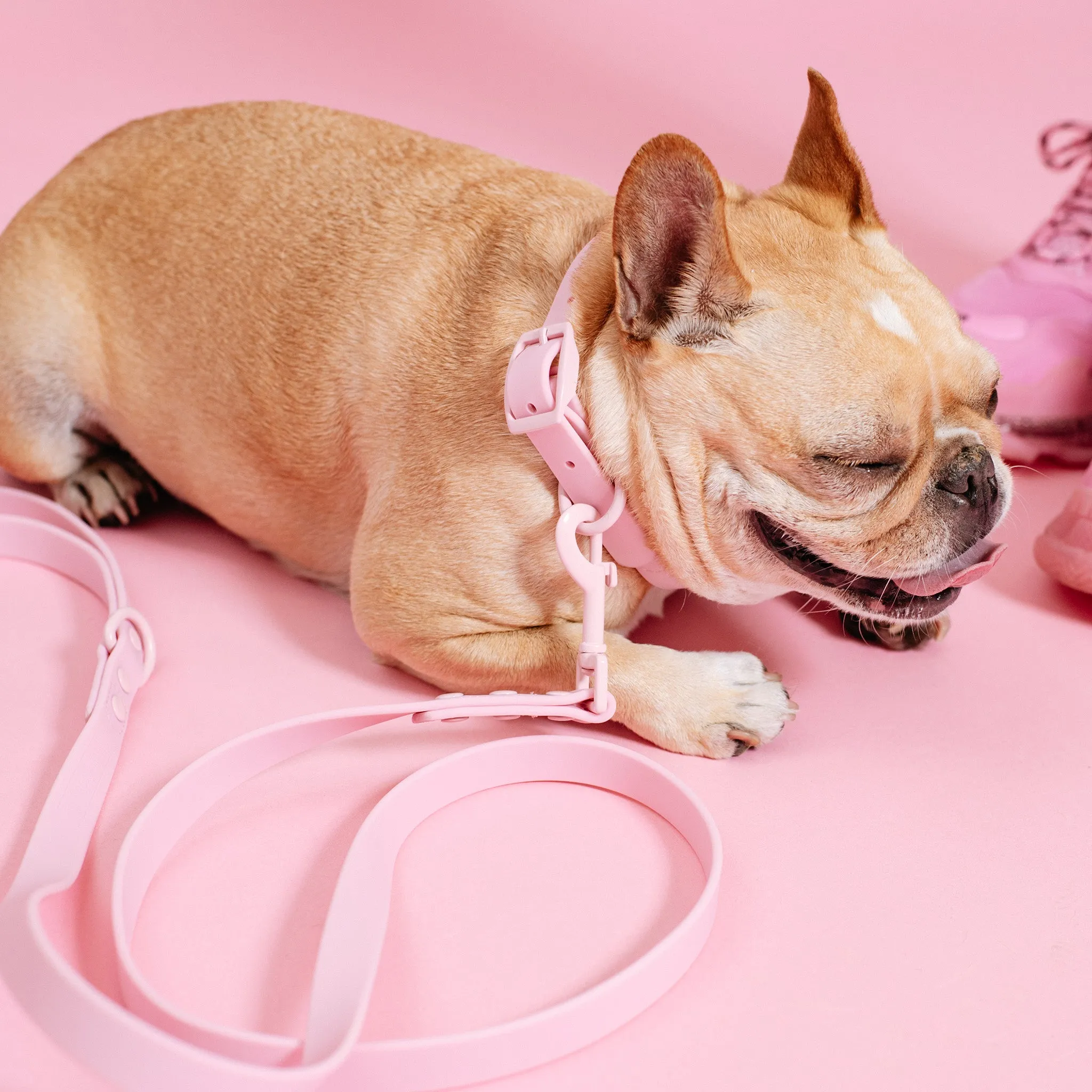 Frenchie Waterproof Collar - Pink Bubblegum