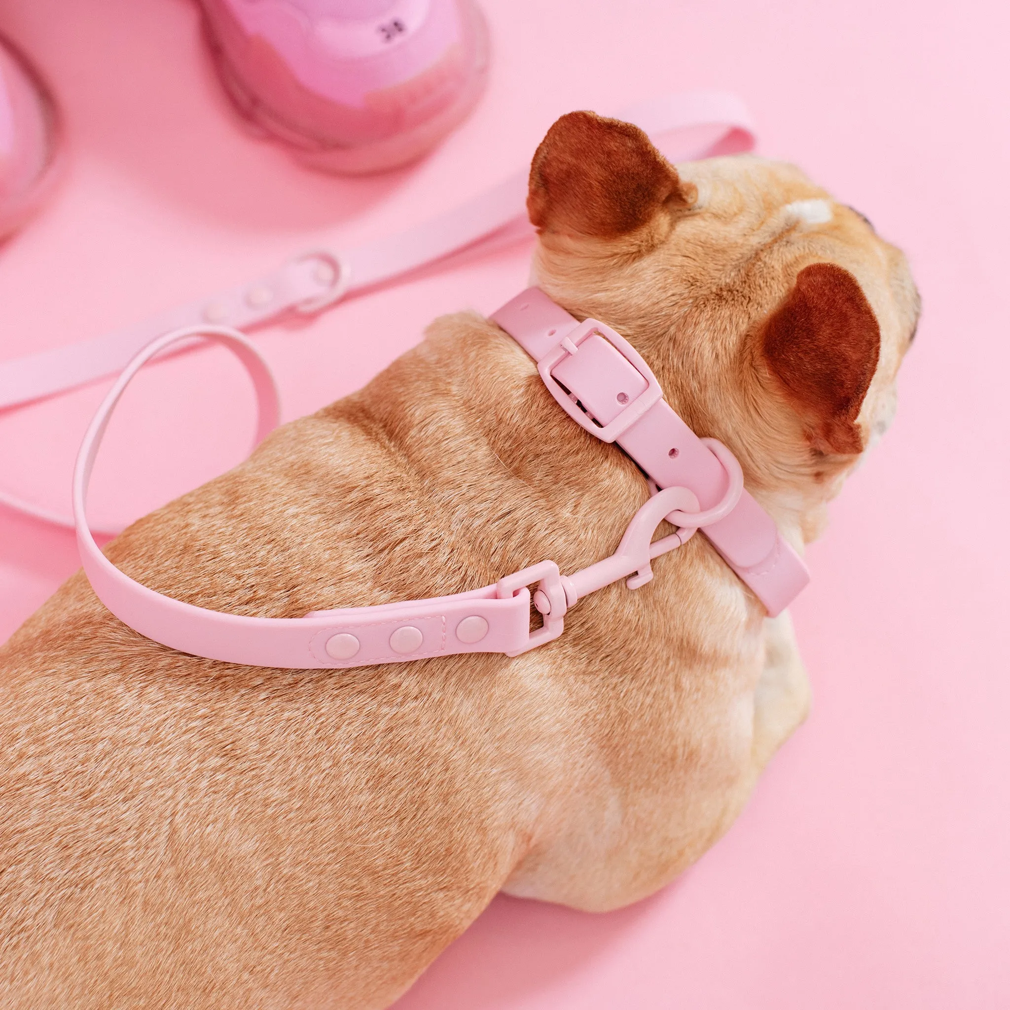 Frenchie Waterproof Collar - Pink Bubblegum