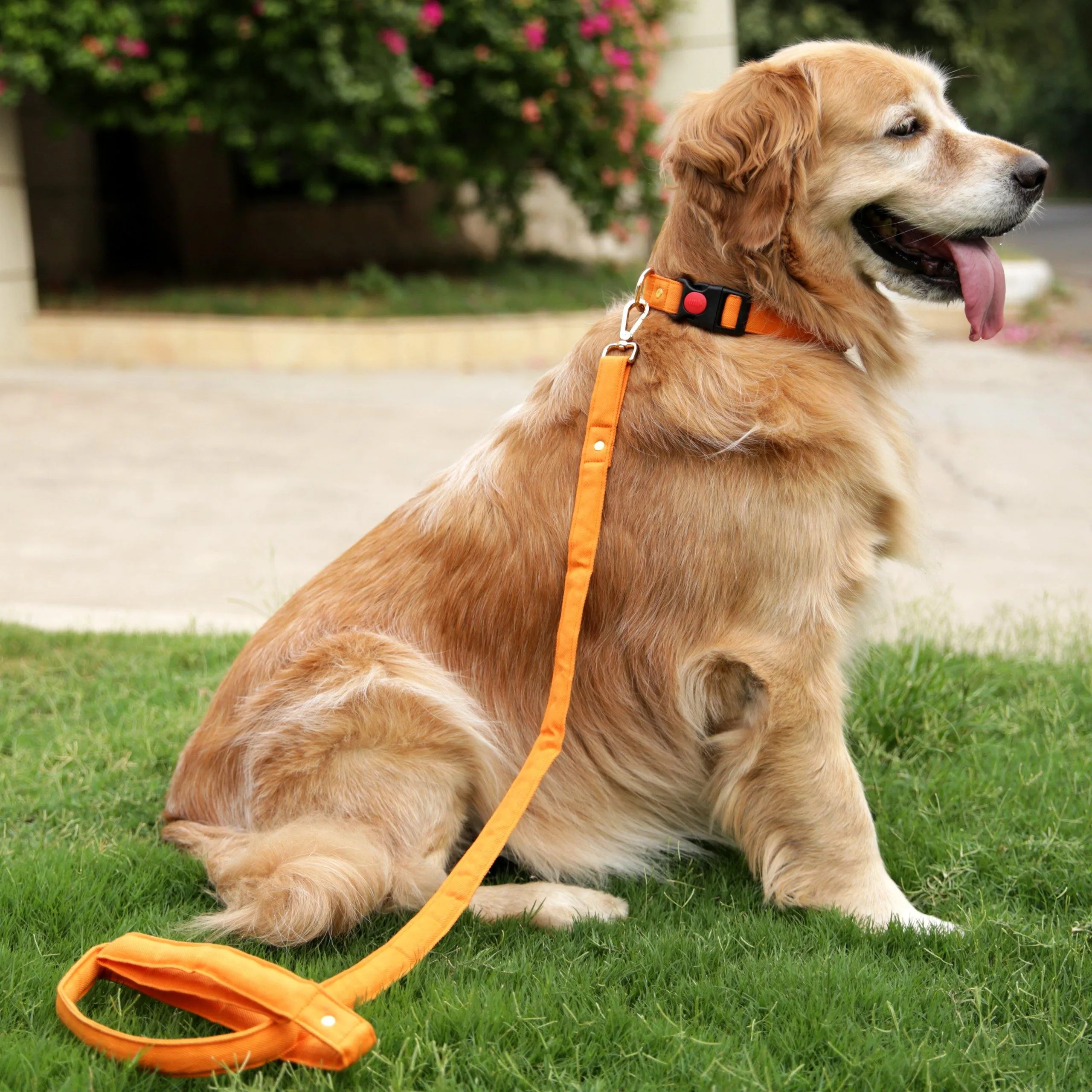 Gooseberry Collar   Leash (Water Resistant)