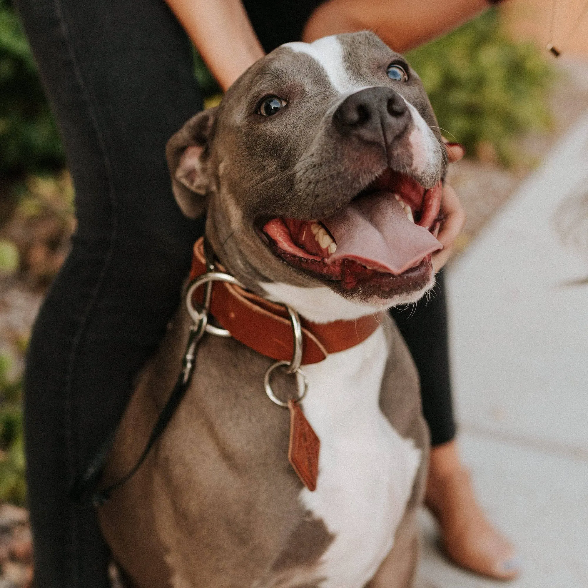 Leather Dog Collar - Classic