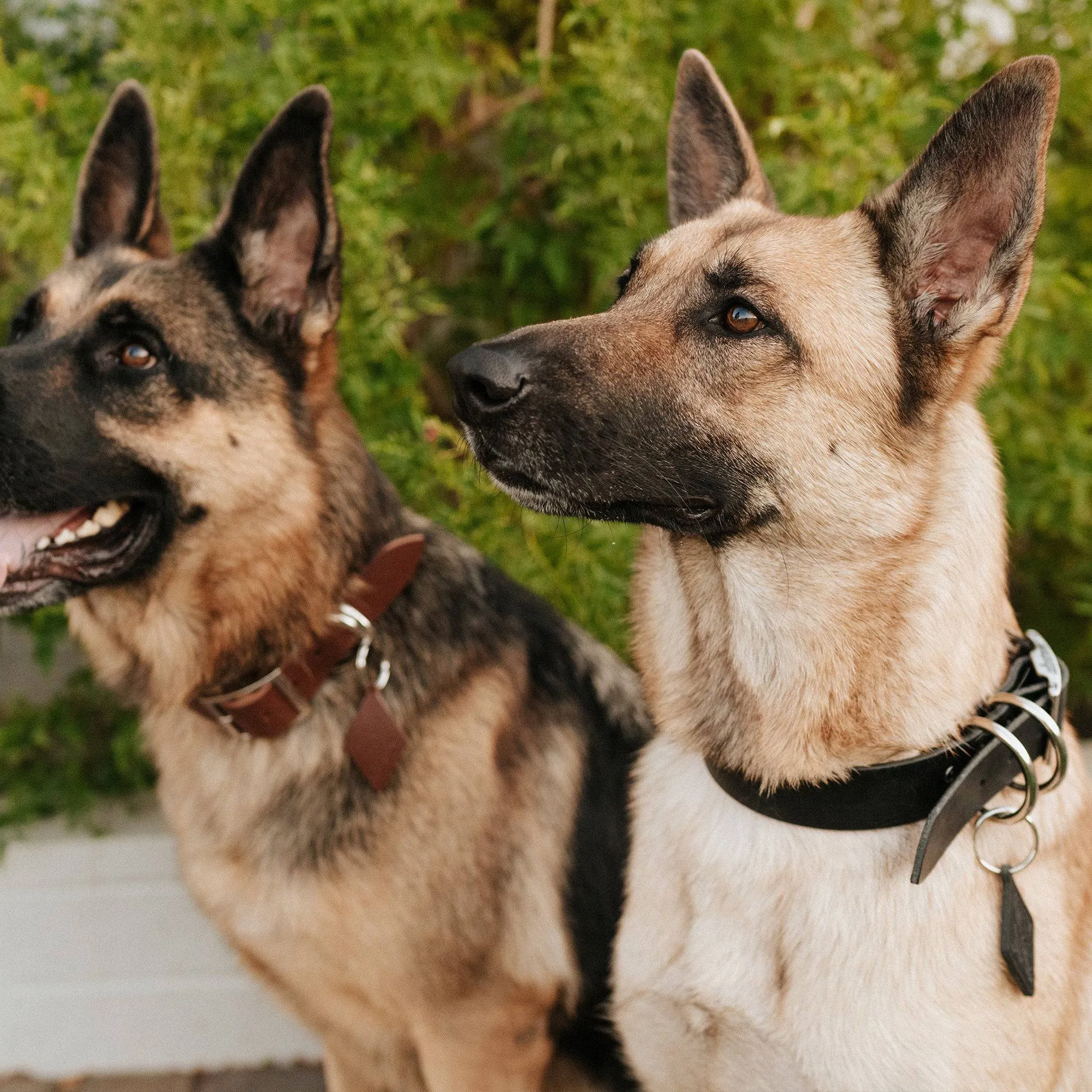 Leather Dog Collar - Classic