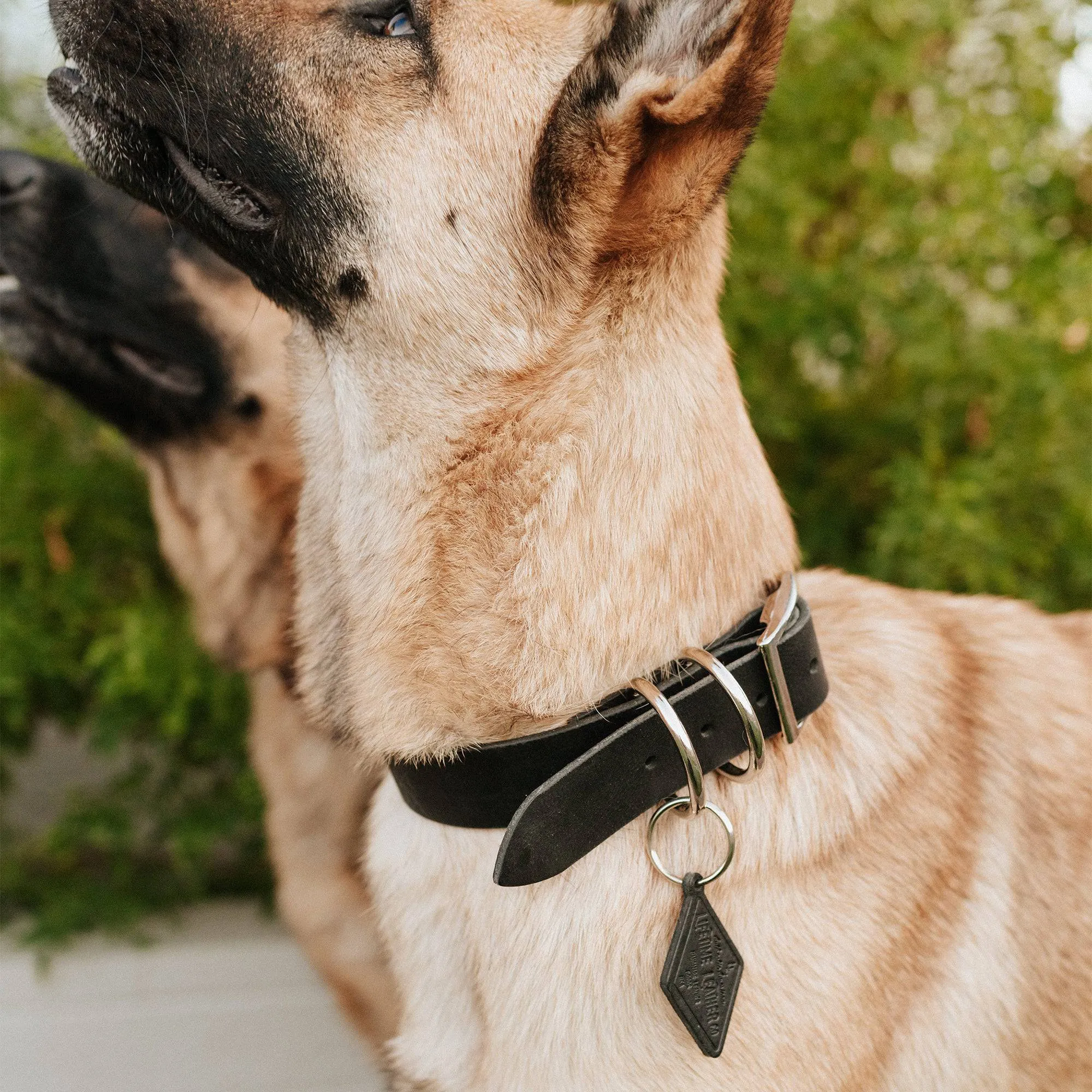 Leather Dog Collar - Classic